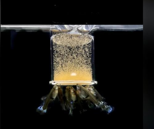 Brine Shrimp Eggs 0.5 oz U6655