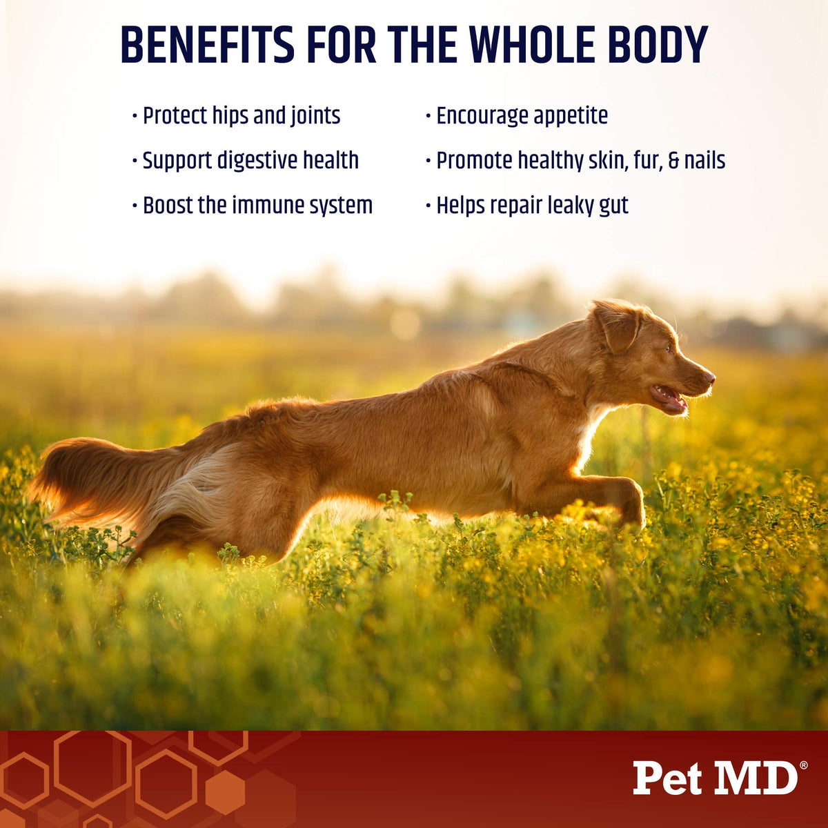 Bone Broth Powder Supplement & Peanut Butter Flavor Pill Paste M484